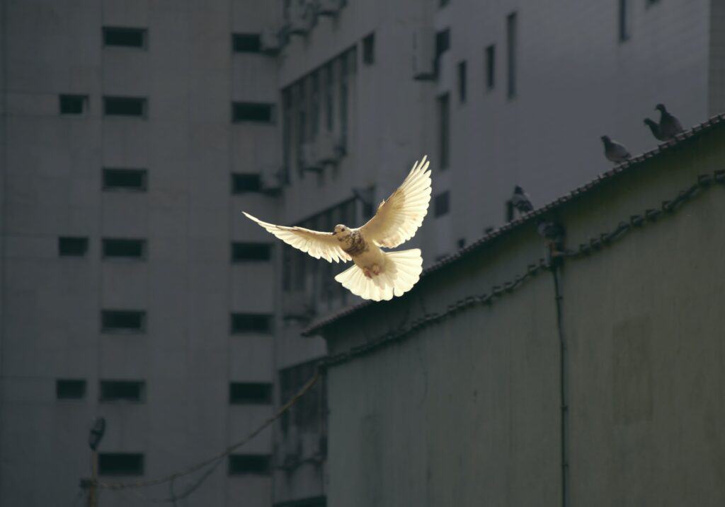 Eine Friedenstaube fliegt vor einem Hochhaus - Forum Friedensethik